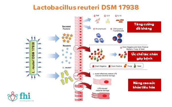 Cơ chế tác dụng của lactobacillus reuteri