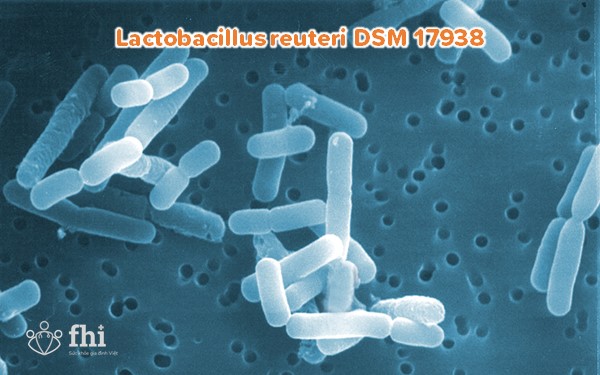 Lactobacillus reuteric DSM 17938