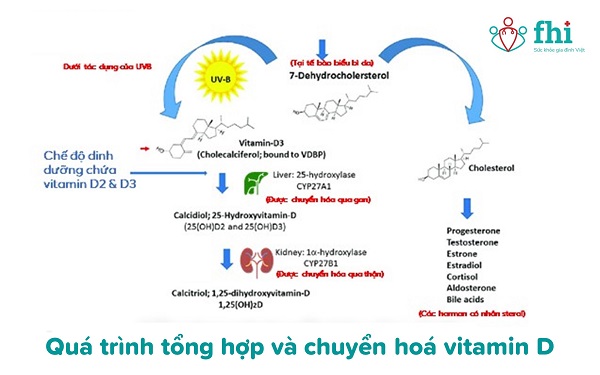 chuyển hoá vitamin D